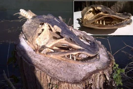 Phát hiện hộp sọ loài cá chó lớn nhất nước Anh