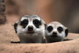 TÌnh mẹ bao la trong thế giới động vật