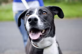 Chồng cắn chó để cứu vợ bị... chó cắn