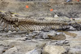 Mexico: Phát hiện hóa thạch đuôi khủng long dài 5m