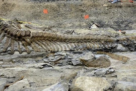 Mexico: Phát hiện hóa thạch đuôi khủng long dài 5m