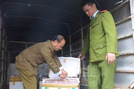 Thu giữ 4 tạ gan, lòng bò chuẩn bị vận chuyển sang Lào