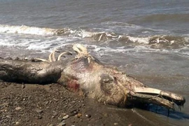 Xác sinh vật lạ dạt vào bờ biển Nga