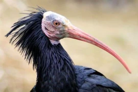 Vì khủng bố IS, chim quý có thể bị tuyệt nòi giống