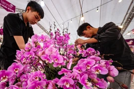 Thợ vùng cao "đổ bộ" Hà Nội cắm lan hồ điệp xuyên Tết: Thu nhập tiền triệu mỗi ngày