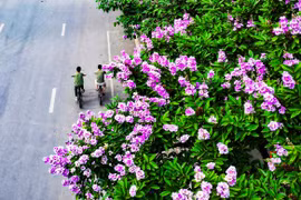 Tím biếc bằng lăng rợp lối về, Hà Nội gieo thơ vào vạt nắng đầu hạ