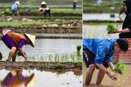 Bức tranh lao động ngày đầu năm: Khi người trẻ cùng xắn quần lội ruộng cấy xuân