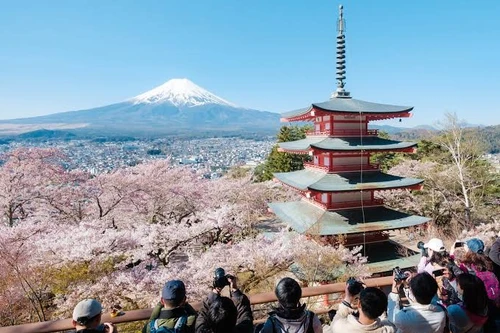 Lễ hội hoa anh đào gần Tokyo đẹp lung linh, nhưng vì sao lại bị hủy?