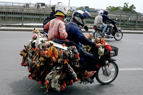 Campuchia ghi nhận thêm ca nhiễm cúm gia cầm, ngăn ngừa dịch bệnh bùng phát