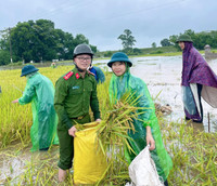 Chiến sỹ Công an Hà Nội ngâm nước giúp người dân cứu lúa
