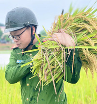 Chiến sỹ Công an Hà Nội ngâm nước giúp người dân cứu lúa
