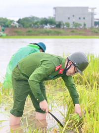 Chiến sỹ Công an Hà Nội ngâm nước giúp người dân cứu lúa
