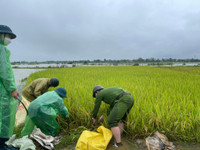 Chiến sỹ Công an Hà Nội ngâm nước giúp người dân cứu lúa