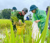 Chiến sỹ Công an Hà Nội ngâm nước giúp người dân cứu lúa