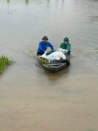 Chiến sỹ Công an Hà Nội ngâm nước giúp người dân cứu lúa