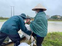Chiến sỹ Công an Hà Nội ngâm nước giúp người dân cứu lúa