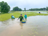 Chiến sỹ Công an Hà Nội ngâm nước giúp người dân cứu lúa