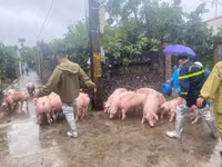 Hình ảnh Công an huyện Ứng Hoà khẩn trương hỗ trợ nhân dân di dời tài sản 