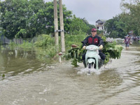 Những hình ảnh ngoại thành Hà Nội ngập trắng trong nước lũ