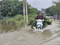 Những hình ảnh ngoại thành Hà Nội ngập trắng trong nước lũ