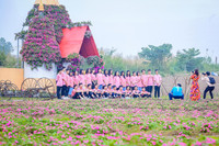 Ngắm cánh đồng hoa Dạ yến thảo đẹp như cổ tích ở Hà Nội