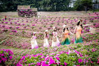 Ngắm cánh đồng hoa Dạ yến thảo đẹp như cổ tích ở Hà Nội