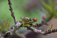 Về Nhật Tân xem hoa đào 'thất thốn'