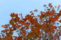 Check in con đường đẹp như phim Hàn ở Hà Nội 