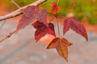 Check in con đường đẹp như phim Hàn ở Hà Nội 