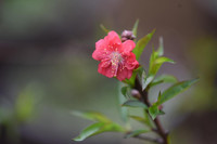 Về Nhật Tân xem hoa đào 'thất thốn'