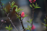 Về Nhật Tân xem hoa đào 'thất thốn'