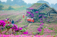 Ngắm cánh đồng hoa Dạ yến thảo đẹp như cổ tích ở Hà Nội