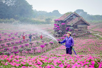 Ngắm cánh đồng hoa Dạ yến thảo đẹp như cổ tích ở Hà Nội