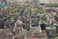 Về Nhật Tân xem hoa đào 'thất thốn'