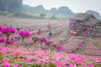 Ngắm cánh đồng hoa Dạ yến thảo đẹp như cổ tích ở Hà Nội