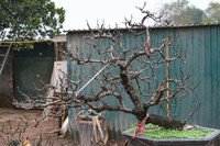 Về Nhật Tân xem hoa đào 'thất thốn'