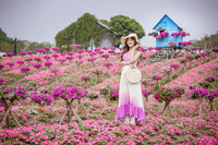 Ngắm cánh đồng hoa Dạ yến thảo đẹp như cổ tích ở Hà Nội