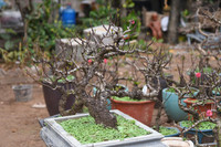 Về Nhật Tân xem hoa đào 'thất thốn'