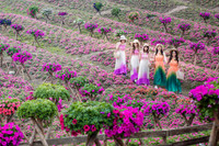 Ngắm cánh đồng hoa Dạ yến thảo đẹp như cổ tích ở Hà Nội