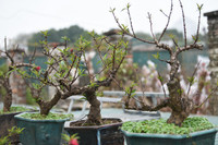 Về Nhật Tân xem hoa đào 'thất thốn'