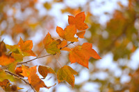 Check in con đường đẹp như phim Hàn ở Hà Nội 