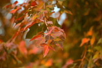 Check in con đường đẹp như phim Hàn ở Hà Nội 