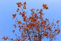 Check in con đường đẹp như phim Hàn ở Hà Nội 