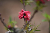 Về Nhật Tân xem hoa đào 'thất thốn'