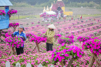 Ngắm cánh đồng hoa Dạ yến thảo đẹp như cổ tích ở Hà Nội