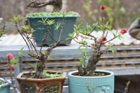 Về Nhật Tân xem hoa đào 'thất thốn'