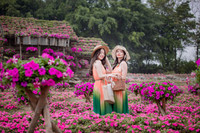 Ngắm cánh đồng hoa Dạ yến thảo đẹp như cổ tích ở Hà Nội