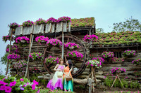 Ngắm cánh đồng hoa Dạ yến thảo đẹp như cổ tích ở Hà Nội