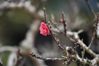 Về Nhật Tân xem hoa đào 'thất thốn'