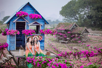 Ngắm cánh đồng hoa Dạ yến thảo đẹp như cổ tích ở Hà Nội